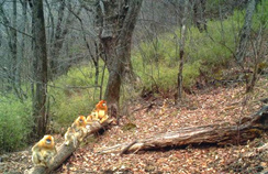 【西安生态日】首个“西安生态日”启动 秦岭生态情形；；ひ刈